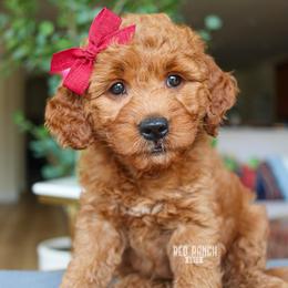 Meadow - Red  female Goldendoodle puppy in Salado, Texas from Red Ranch Dogs