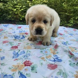 Kevin - Yellow Labrador Retriever puppy in Braselton, Georgia from Bel Amour