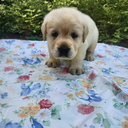 Kevin - Yellow Labrador Retriever puppy in Braselton, Georgia from Bel Amour