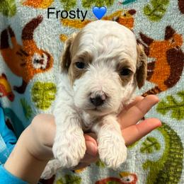 Frosty - White male Cavapoo puppy in Greensburg, Kentucky from Doodle Me Crazy