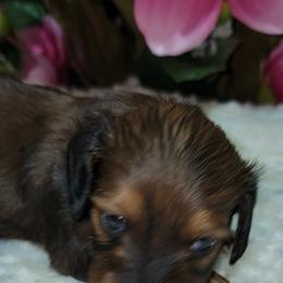 Dachshund Puppies from CLARK'S BREEDING PROGRAM