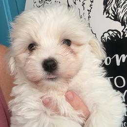 Toby - White male Havanese puppy in Charlotte, North Carolina from Butterfly Havanese