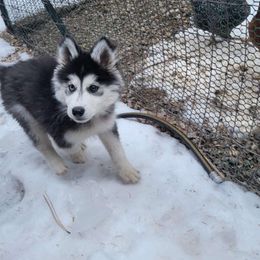 Pomsky Puppies from Peoria Pomskies