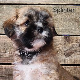 Splinter - Brown male Lhasa Apso puppy in Jefferson, New York from Absolute Lhasa Love