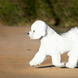 Bichon Frises from Blessed Treasures Bichons