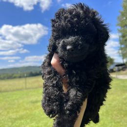 Poodle Puppies from Upper Echelon