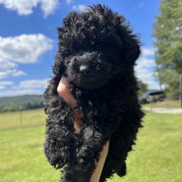 Poodle Puppies from Upper Echelon