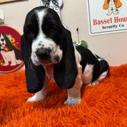 Siggy - Black and white female Basset Hound puppy in Pilot Mtn, North Carolina from Lowdown Love Basset Hounds