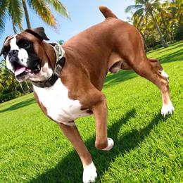 Angus - Boxer