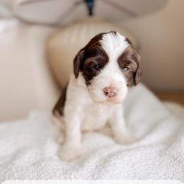 Liebe - Love litter - Chocolate male Australian Labradoodle puppy in Syracuse, Indiana from The Doodle Cove