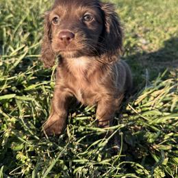 Diva - Chocolate female Dachshund puppy in Bentonville, Arkansas from T & D Dachshunds by design