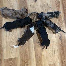 Dachshund Puppies from 4B Dachshunds