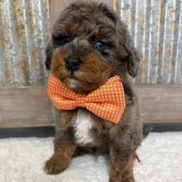 Orange collar - Blue merle male Bernedoodle puppy in Calico Rock, Arkansas from Cottrell’s Poodles & Doodles