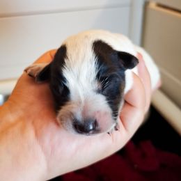 Nico (ASDR) - Blue speckled male Australian Cattle Dog puppy in Marana, Arizona from Impact 3rd Australian Cattle Dogs