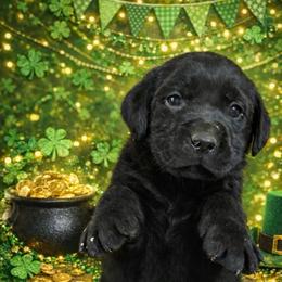 Poe Covington - Black boy - 6399 - Black male Labrador Retriever puppy in Brandywine, Maryland from QVR Labradors and Leonbergers