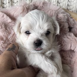 Maltese, Maltipoos, and Poodles from Toy Poodles And Maltese Of Florida
