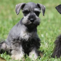 Miniature Schnauzers from Olympus Schnauzers