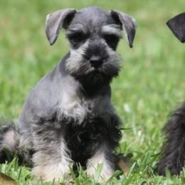 Miniature Schnauzers from Olympus Schnauzers