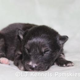 Baguette - Wolf sable male Pomsky puppy in Centerville, Iowa from LJ Kennels Pomskies, LLC
