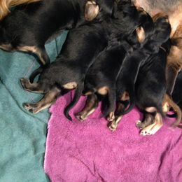 Otterhound Puppies from Blue Fairy Otterhounds