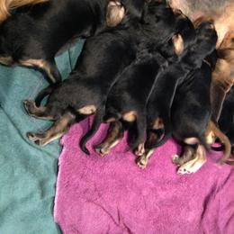Otterhound Puppies from Blue Fairy Otterhounds