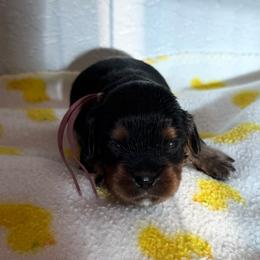 Ella - Black and tan female Cavalier King Charles Spaniel puppy in Ocala, Florida from Ray of Sunshine Spaniels LLC