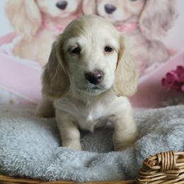 Blair - Cream female Dachshund puppy in Pace, Florida from Shoebox Doxie’s