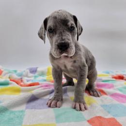Aspen - Merle female Great Dane puppy in Kannapolis, North Carolina from Carolina Great Danes & Toy Poodles