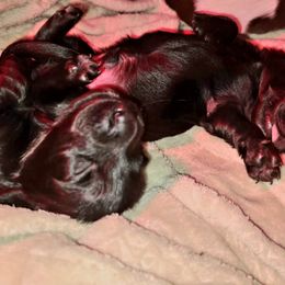 Dachshund Puppies from Mini Dachshund Loves
