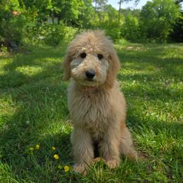 Maxine - Apricot female Goldendoodle puppy in Georgetown, Tennessee from Georgetown Designer & Purebred Puppies