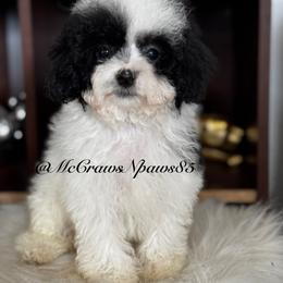 Cavapoo, Maltipoo, and Poodle Puppies from McCraws N Paws