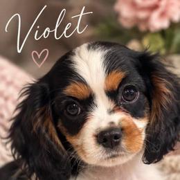 Violet - Tri-color female Cavalier King Charles Spaniel puppy in Mount Dora, Fl, Florida from Breezy Palms Cavaliers
