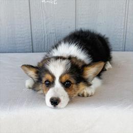 Dewey - Black and tan male Pembroke Welsh Corgi puppy in Mc Cammon, Idaho from Sunny J Corgis and Mini Americans