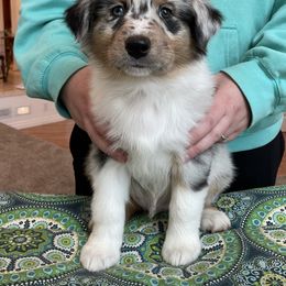 Australian Shepherd Puppies from Audacity Australian Shepherds