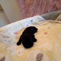 Male 1 - Black male Shih Tzu puppy in Success, Missouri from Sweet Success