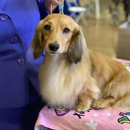 Levi - Dachshund