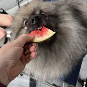 Keeshond Puppies from Peregrine Keeshond