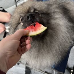 Keeshond Puppies from Peregrine Keeshond