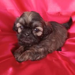 Elvis - Red male Shih Tzu puppy in Sulpher Springs, Texas from Pams Precious Shih Tzus