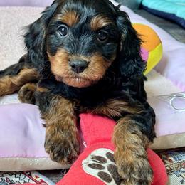 River - Black and tan male Cavapoo puppy in Macomb, Missouri from Hunter's Puppies