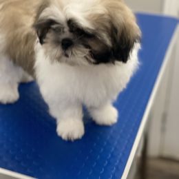 Shih Tzu Puppies from Willow Lane Shih Tzus