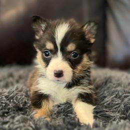 MO-F04 - Black and tan female Pembroke Welsh Corgi puppy in Stockton, Iowa from Infinity Corgis