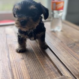 Miniature Schnauzer and Yorkshire Terrier Puppies from Copper Rose Farm