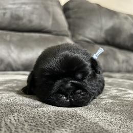 Rolly - Black male Pug puppy in Augusta, Wisconsin from Maria Martin