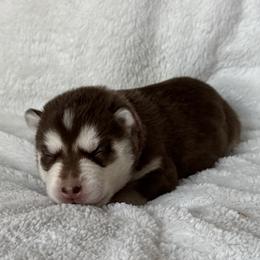 Bria (Fusia) - Red and white female Siberian Husky puppy in Ellijay, Georgia from Appalachian Siberians LLC