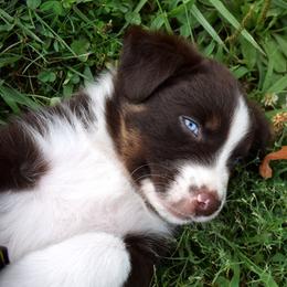 Bishop with blue eyes - Red tri-color male Australian Shepherd puppy in Falcon, Missouri from www.maubachranch.com