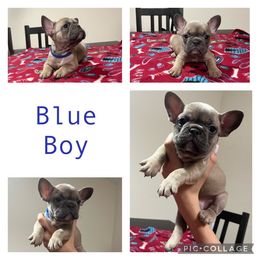 French Bulldog Puppies from DDV French Bulldogs