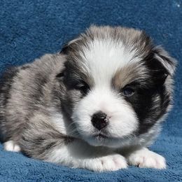 Boy 5 - Merle Pomsky puppy in Tampa, Florida from Proper Rose Pomskies