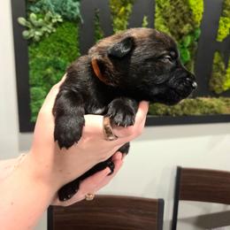 Eros (orange) - Black brindle male Dutch Shepherd puppy in Signal Mountain, Tennessee from Torgun Police Dogs