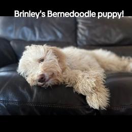Bernedoodle Puppies from Doting Doodles